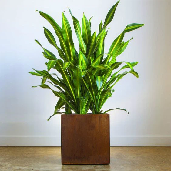 Indoor Outdoor Garden Planters