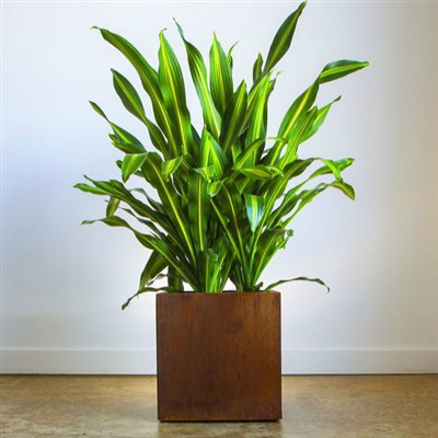 Eyecatching Corten Planters For Landscaping